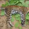 राष्ट्रीय उद्यान में फिर से तेंदुए की जहरखुरानी से मौत, वन्यजीवों के शिकार में स​क्रिय हैं शिकारी