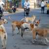 आवारा कुत्तों के हमले में घायल बच्ची की मौत, प्रशासन की नाकामी के खिलाफ लोगों में आक्रोश