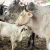 हाईटेंशन लाइन की चपेट में आने से दो दर्जन से अधिक गायों की मौत, नेता विपक्ष की मांग पर ऊर्जा मंत्री ने दिए राहत के आदेश