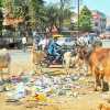 गांधी जयंती पर स्वच्छता अभियान को झटका, हजारों हड़ताली कर्मचारी ने किया जोरदार प्रदर्शन