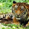 सीएम कमलनाथ ने देखी बांधवगढ़ नेशनल पार्क पर बनी फिल्म, इंसान- जानवरों के टकराव को रोकने की बताई जरुरत