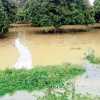 बांध टूटने से गांव में घुसा पानी, प्रबंधन की लापरवाही से सैकड़ों एकड़ की फसल भी हुई बर्बाद