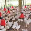 शासकीय पोल्ट्री फार्म में अज्ञात बीमारी से हजारों चूजों- मुर्गों की मौत, प्रशासन ने जांच के लिए भेजा सैंपल