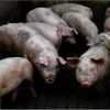 कोरोना संकट के बीच एक और मुसीबत, असम में अफ्रीकी स्वाइन फ्लू से 13,000 से ज्यादा सूअरों की मौत