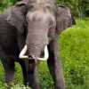छत्तीसगढ़ में 3 हाथियों की मौत का मामला, कारणों का पता लगाने केंद्रीय वन पर्यावरण मंत्रालय के अधिकारी करेंगे पूछताछ
