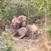 हाथियों की मौत मामले में अब DFO को भी हटाया गया, SDO, रेंजर और वनरक्षक सस्पेंड, 7 दिनों के अंदर देना होगा जवाब