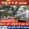 कवर्धा के जंगल में टिड्डी दलों का डेरा,केमिकल का छिड़काव कर रही दमकल की टीम, हवा का रुख बदलने पर बढ़ सकते हैं आगे
