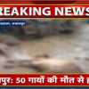 तखतपुर में 50 गायों की मौत से हड़कंप, पुराने पंचायत भवन में करीब 100 गायों को रखा गया था एक साथ