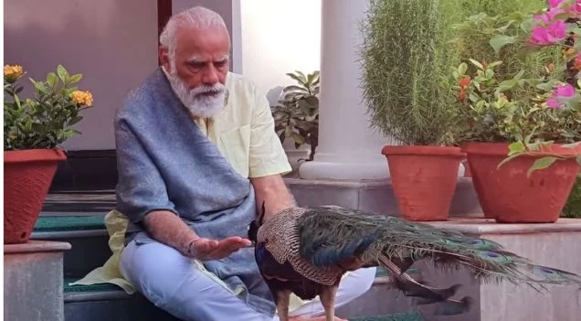 राष्ट्रीय पक्षी मोर के साथ मोदी की मित्रता, आवास और बगीचे में हाथ से दाना खिलाते नजर आए पीएम..देखिए शानदार वीडियो
