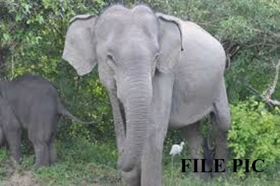 जंगल में मिला मादा हाथी का शव, वन अमला जांच में जुटा