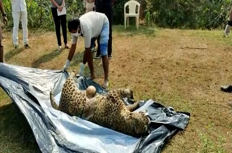 महीने भर में 5 बाघों समेत तेंदुए की मौत से हड़कंप, शिकारियों की सक्रियता टाइगर रिजर्व के लिए खतरे की घंटी?