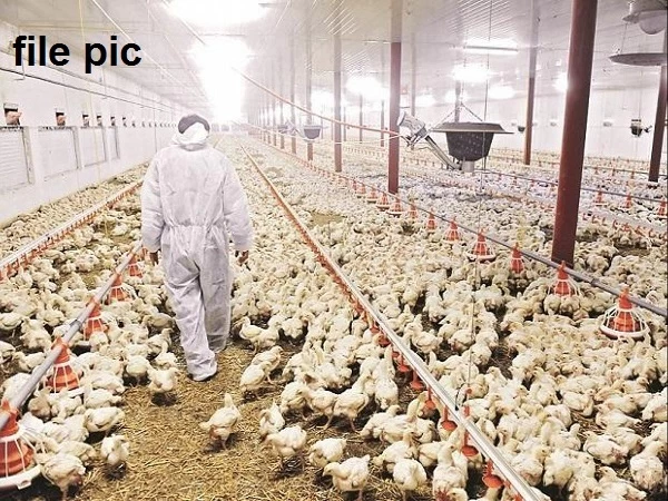 प्रदेश के इस सरकारी पोल्ट्री फार्म में बर्ड फ्लू की पुष्टि, 15 हजार मुर्गियों और चूजों को किया जाएगा दफन, रेपिड रिस्पॉन्स टीम का गठन
