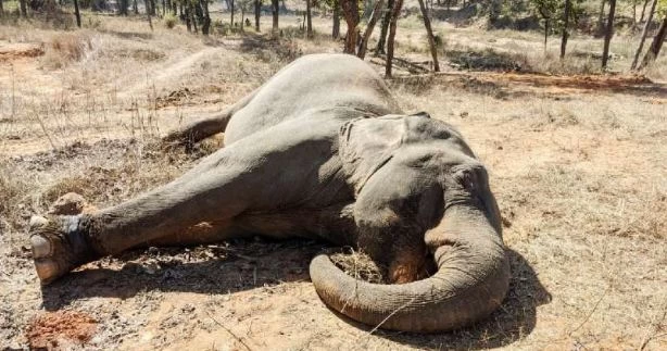 बोरों रेंज में हाथी की मौत का मामला, हाथी के दो दांत बरामद, एक आरोपी गिरफ्तार